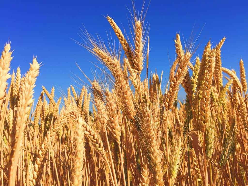 Field of golden barley