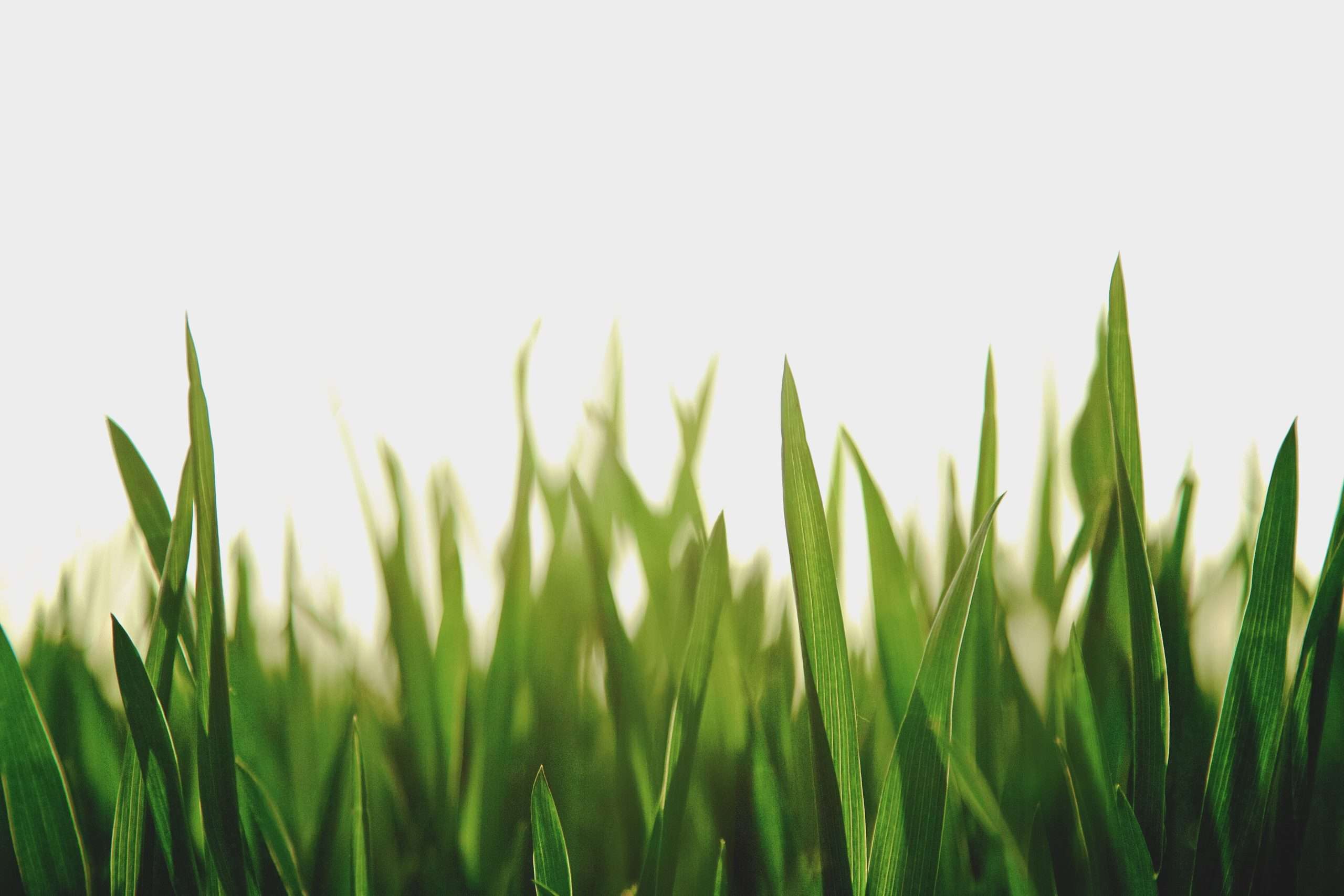 Grass